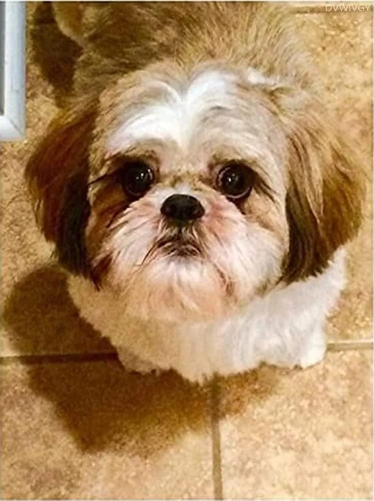 1000 Pieces Jigsaw Puzzles for Adults Wooden Jigsaw Puzzle Shih Tzu Cute Puppies Puzzles DIY Home Decor Wall Art Fun Game Preschool Toy Gift for Family Dad Mom Wife Friends
