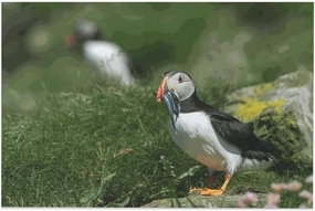 Adult Entertainment Jigsaw Puzzle 500 Pieces Cute Puffins Bird Fish Mouth Large Educational Family Entertainment Toys for Adults