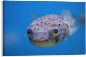 Jigsaw Puzzle 500 Piece Adult Puzzle - Ocean Cute Fish Puffers Puzzle - Christmas Kids Intelligence Game Toy Family Friend Gift