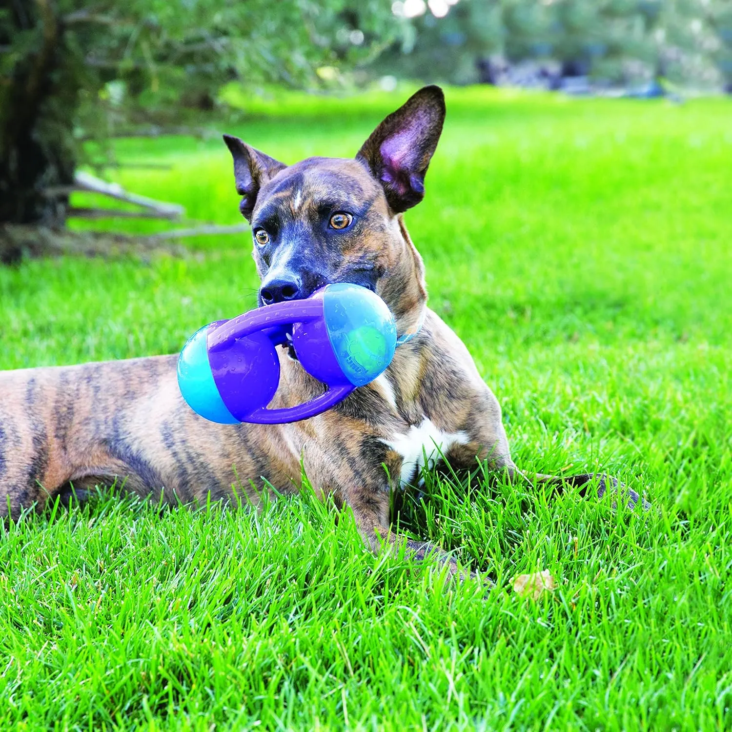 KONG Jumbler Disc Assorted Lg/XL