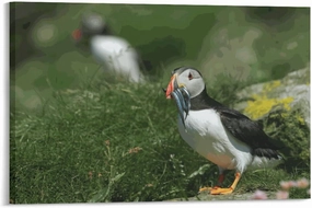 Puzzle 500 Pieces Cute Puffins Bird Fish Mouth Holiday Fun and Modern Summer Home Decor